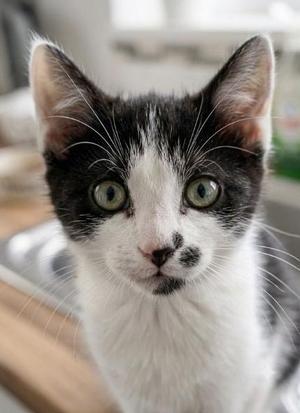Milk, kitten, available for adoption