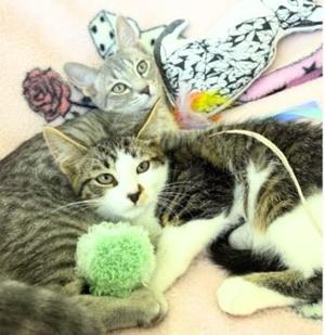 Bingo and Bluey, kitten, available for adoption