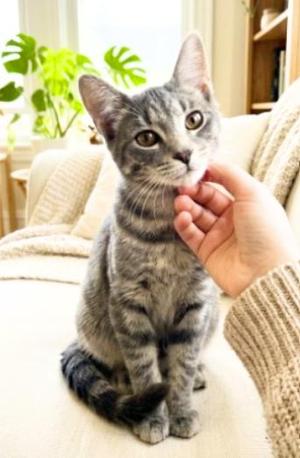 Simon, young, available for adoption