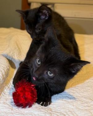 Loki and Sylvie, kitten, available for adoption
