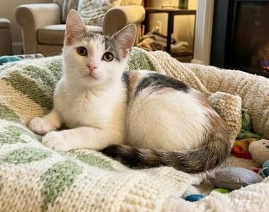 Sofie, kitten, available for adoption