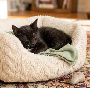 Arlie, young, available for adoption