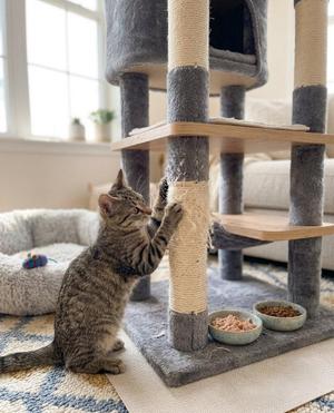 King, kitten, available for adoption
