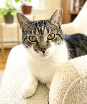 Tony, young, available for adoption