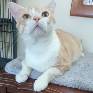 A ginger and white cat is lying down on a grey mat on top of a wooden surface.