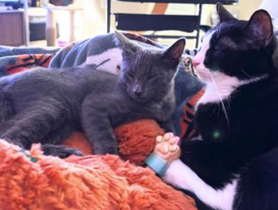 Dusty and Puffin, young, available for adoption