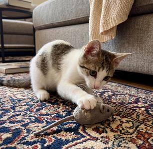 Jenni, kitten, available for adoption