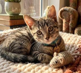 Tiger, kitten, available for adoption