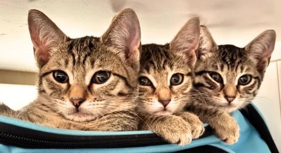 Rooster, Dutch, Arthur, Matie, kitten, available for adoption