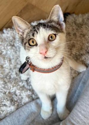 Daniella, kitten, available for adoption