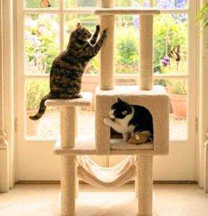 Torta and Tajin, kitten, available for adoption
