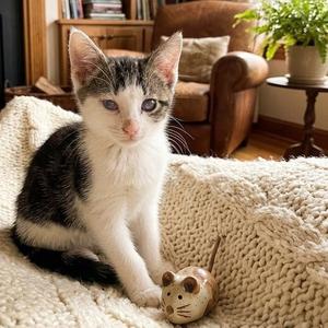 Prince, kitten, available for adoption