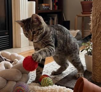 Tina, kitten, available for adoption