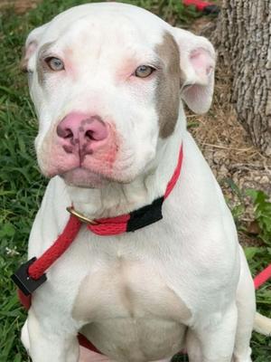 Chaos 2, Pit Bull Terrier, young, available for adoption