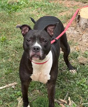 Bella, Pit Bull Terrier, adult, available for adoption