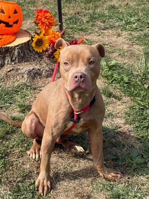 Bruno, Pit Bull Terrier, adult, available for adoption