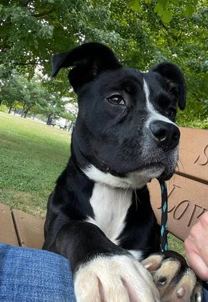 Barcode, Pit Bull Terrier, young, available for adoption