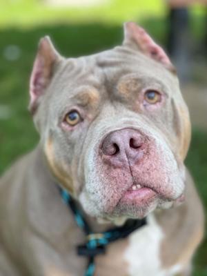 A close-up of a gray pit bull with a blue collar, looking directly at the camera.