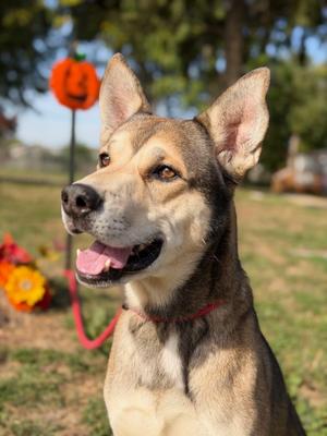 Carlos, German Shepherd Dog / Husky, adult, available for adoption