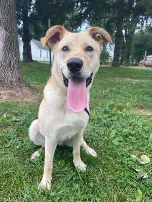 Bonita, Labrador Retriever, young, available for adoption