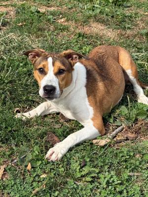 Bonnie, Pit Bull Terrier, adult, available for adoption