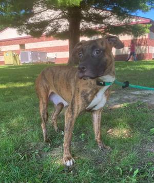 A brown and white brindle dog with a green collar standing on grass in front of a tree and a building.