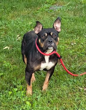 Bianca (in a FOSTER home), French Bulldog, adult, available for adoption