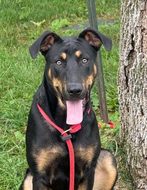 Benjamin, German Shepherd Dog / Hound, young, available for adoption