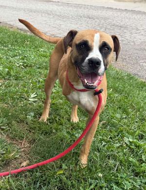 Benji (in a FOSTER home), Boxer, adult, available for adoption