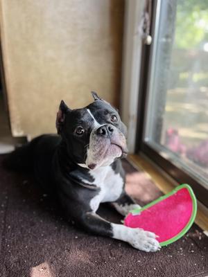Clovee (in a FOSTER home), Pit Bull Terrier, adult, available for adoption