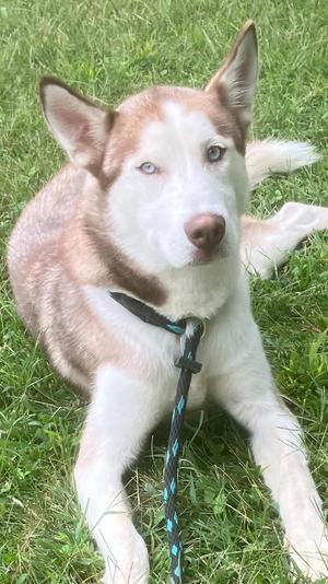 Blue, Husky, adult, available for adoption