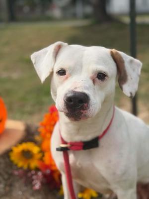 Cherry, Pit Bull Terrier, adult, available for adoption
