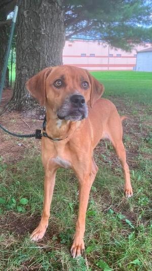 A brown dog with floppy ears standing on grass, wearing a black collar and leash, with a tree and building in the background.