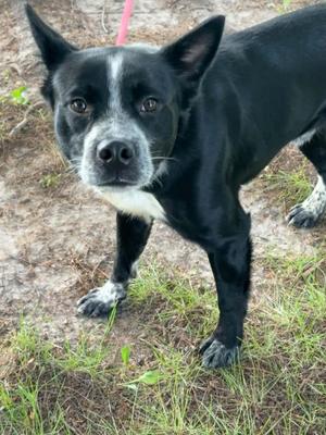 Bo (in a FOSTER home), Border Collie, adult, available for adoption