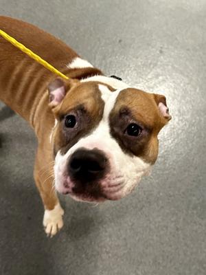 DI 84 Zepplin, Pit Bull Terrier, young, available for adoption