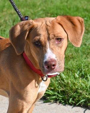 Sourdough - HHS RRP, Hound / Terrier, young, available for adoption