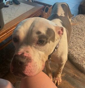 Muddy Patch HHS RRP- CB, Pit Bull Terrier, adult, available for adoption