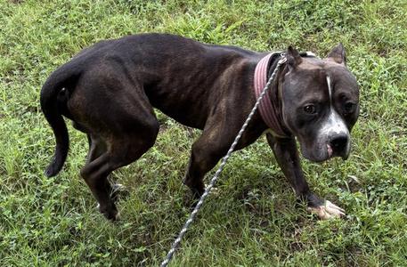 DA 48 Chop HHS RRP, Pit Bull Terrier, adult, available for adoption