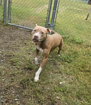 A brown dog with white paws standing on grass near a chain-link fence.