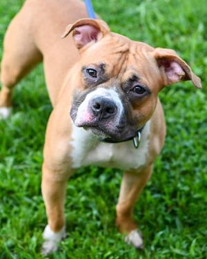 DI 91 Twiggy, Pit Bull Terrier, young, available for adoption