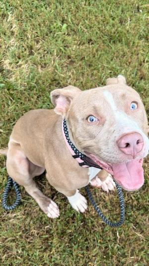 DA 33 Rebecca, Pit Bull Terrier, adult, available for adoption