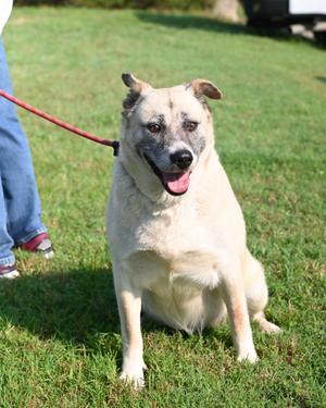 DA 47 Carrot, Akita, adult, available for adoption
