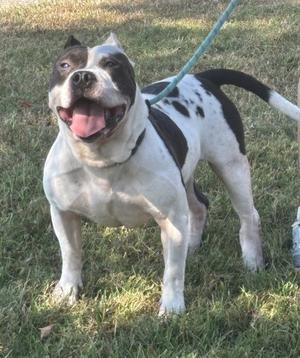 A black and white dog with a blue leash standing on grass.