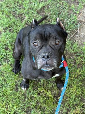 Ruby HHS RRP, Pit Bull Terrier / American Bulldog, adult, available for adoption