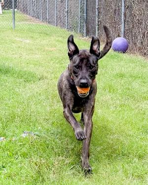 Dez HHS RRP, Pit Bull Terrier, adult, available for adoption