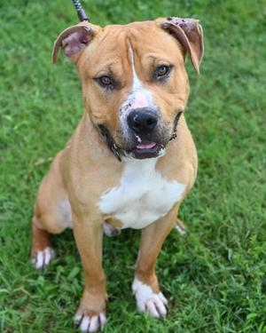 DA 45 Louie, Pit Bull Terrier, adult, available for adoption