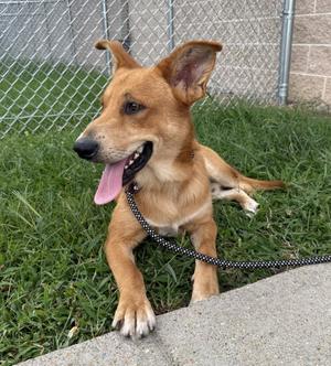DQ 59 Shaggy, Hound / Shepherd, adult, available for adoption