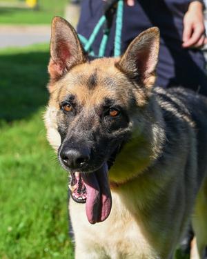 DA 11 Sarge, German Shepherd Dog, adult, available for adoption