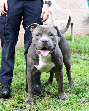 DA 6 Brutis, American Bulldog, adult, available for adoption