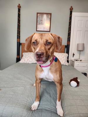 a brown and white dog sitting on a bed